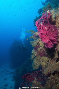 coloured gorgonians , Ustica Island by Antonio Venturelli 